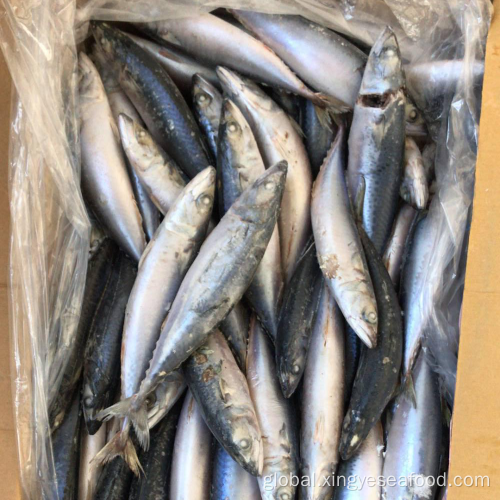 Frozen Mackerel for Sale Froen Whole Round Mackerel 80-120 Factory